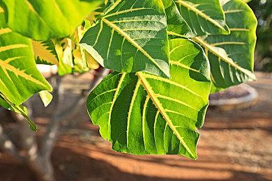 《黑色行动7》新爆料！ BO2地图与专家能力回归